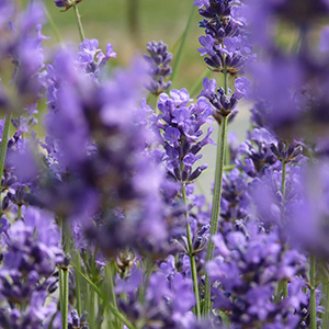 프렌치라벤더French lavender