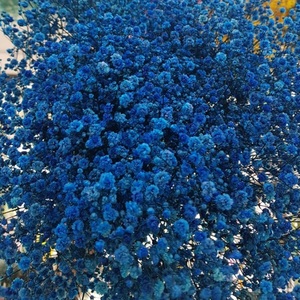 프리저브드 드라이 플라워 - 네이비 블루 안개꽃