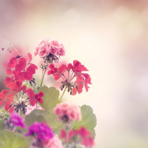 실크블라썸 (조말론Type)  Silk Blossom ( J Type )  &#039;자연의 꽃향기, 봄이 생각나는 그런 플로럴한 향&#039;