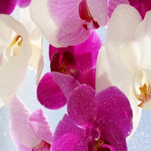 오키드 (란향) (난향) Orchid