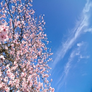 스프링플라워  Spring Flower  Creed Type